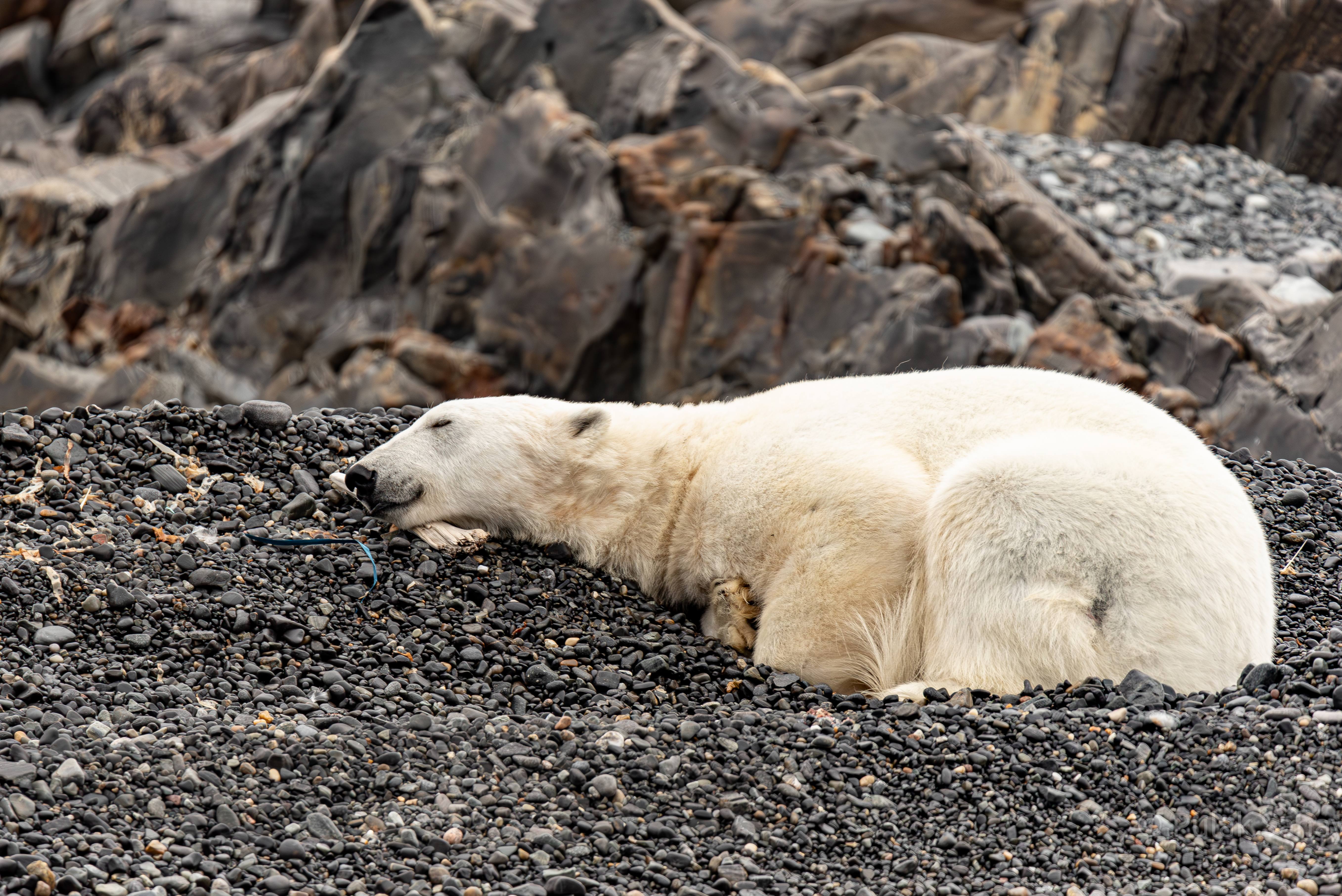 Polar bear using wooden plank as pillow
